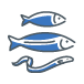 Les poissons migrateurs amphihalins