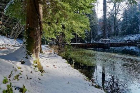 Etang ambiance hivernale